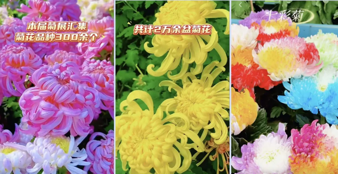 赌球平台推荐